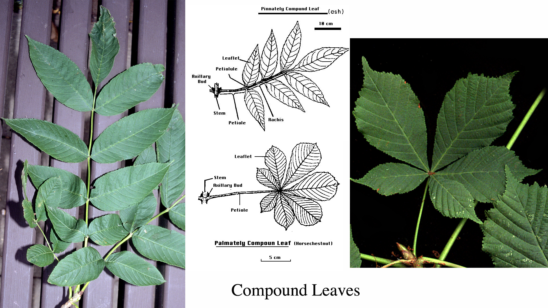 Pinnately Compound Leaf And Palmately Compound Leaf Difference